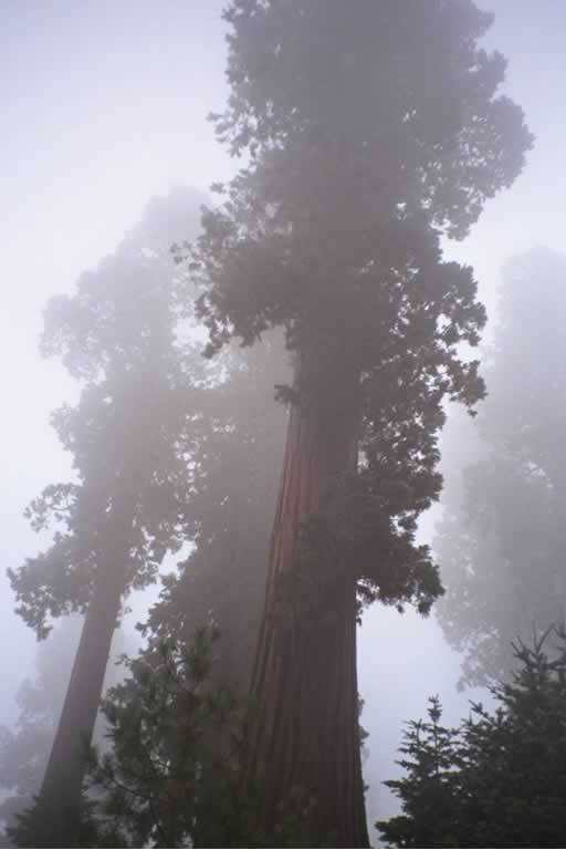 Giant Sequoias