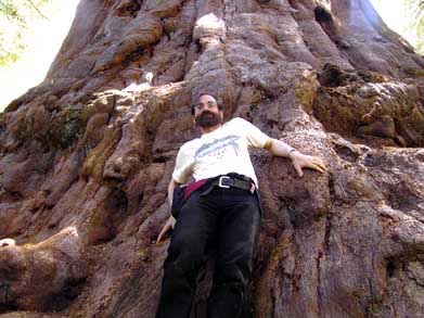 Sequoia Tree