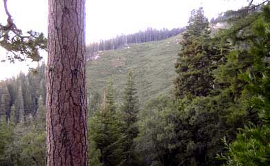 Clearcut In Giant Sequoia National Monument