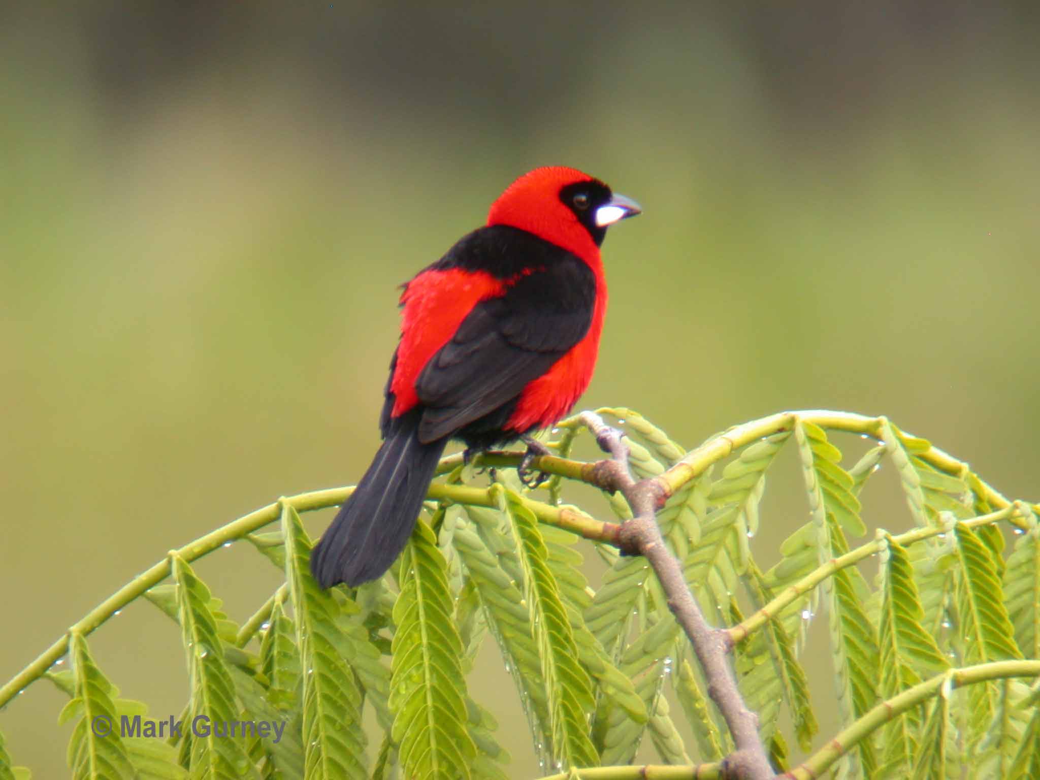 Masked Crimson Tanager