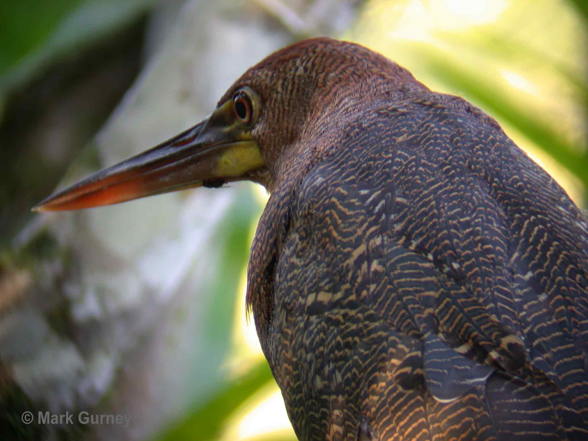 Rufescent Tiger-Heron