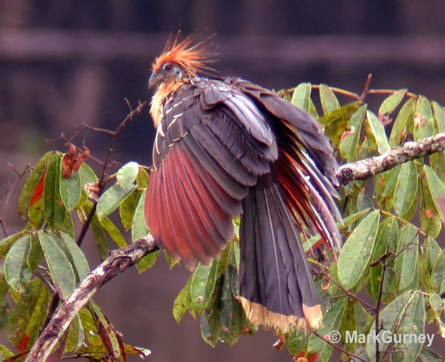 Hoatzin