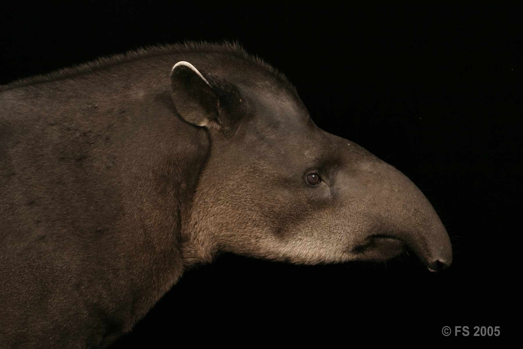 Amazonian Tapir