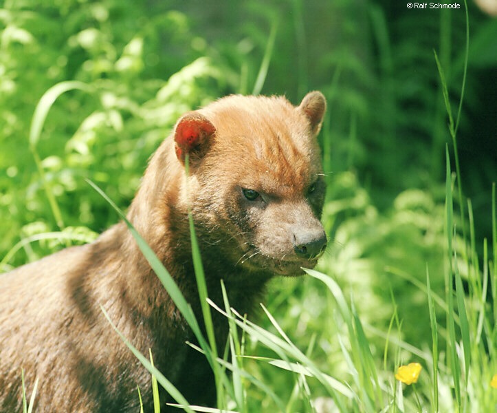 Bush Dog Yasuni Amazon