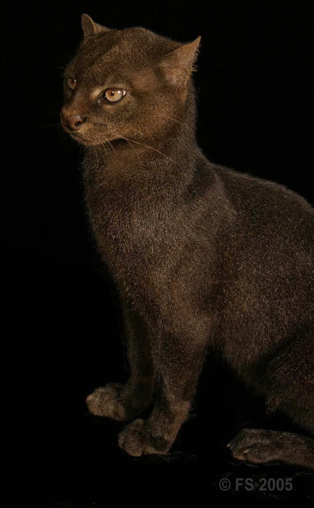 Jaguarundi